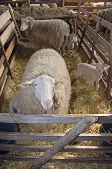 Leine: Sheep in winter stall with lambs