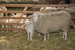 Leine: Sheep in winter stall with lambs