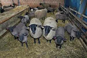 Bred: Sheep in winter stall with lambs