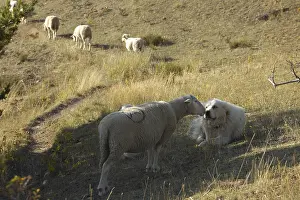 Smelt: Sheepdog and Ewe smelling eatch other Mercantour NP