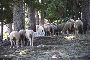 Surveillance: Sheepdog guarding a flock of Sheeps