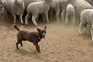 Mustering: Sheepdog: Kelpie helping to muster sheep
