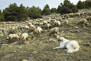 Surveillance: Sheepdog watching a Sheeps herd Mercantour NP