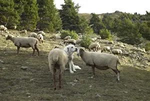 Surveillance: Sheepdog watching a Sheeps herd Mercantour NP
