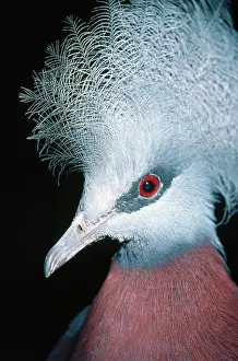 Goura: Sheepmakers Crowned / Southern Crowned PIGEON -