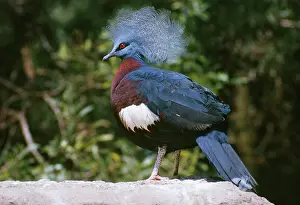 Goura: Sheepmakers Crowned / Southern Crowned PIGEON