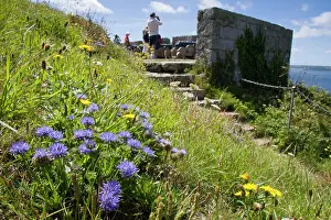 Clump: Sheep's-bit scabious - clump of flowers growing