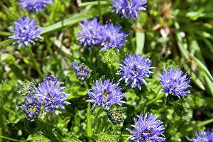 Bits: Sheep's-bit scabious - in flower