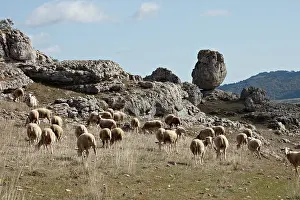 Pieces: Sheeps at chaos de Nimes le Vieux in the Cevennes NP France