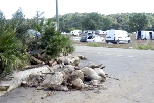 Disasters: Sheeps dead after a flood in the Var France