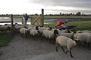 Barriers: Sheeps going in a meadow Le Val-Saint-Pere France