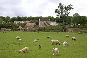Quest: Sheeps grazing with a Hen Bourgogne France