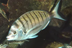 Bream: Sheep's head / Sharp Snouted Sea Bream