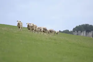Grounds: Sheeps Lacaune walking in a meadow in France Lozere