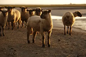 Cockcrow: Sheeps in the Mont-Saint-Michel bay France
