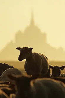 Monuments: Sheeps near the Mont-Saint-Michel at sunrise France
