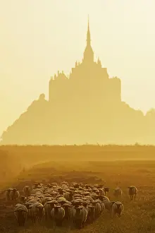 Monuments: Sheeps near the Mont-Saint-Michel at sunrise France