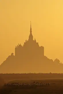 Monuments: Sheeps near the Mont-Saint-Michel at sunrise France