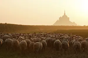 Monuments: Sheeps near the Mont-Saint-Michel at sunset France