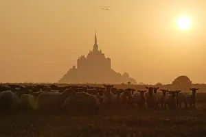 Monuments: Sheeps near the Mont-Saint-Michel at sunset France
