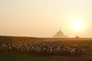 Monuments: Sheeps near the Mont-Saint-Michel at sunset France