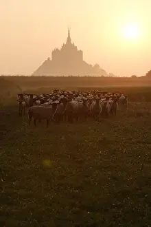 Monuments: Sheeps near the Mont-Saint-Michel at sunset France