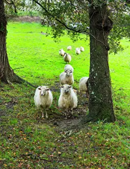Extensive: Sheeps - Pagoeta Natural Park Basque Country Spain