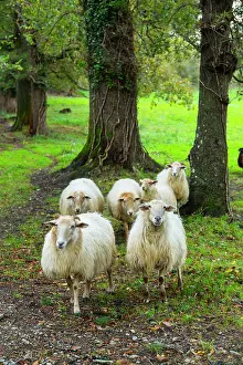 Extensive: Sheeps - Pagoeta Natural Park Basque Country Spain
