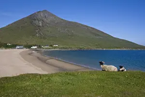 Islets: Sheeps Scottish Blackface on Achill island in Irland