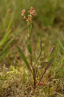 Acetosella: Sheep's sorrel