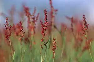 Acetosella: Sheep's Sorrel
