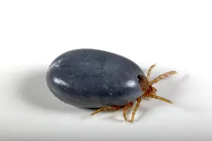 Ixodes: Sheep's Tic