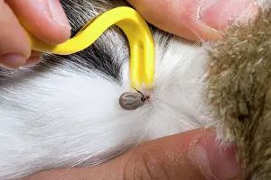 Ixodes: Sheep's Tic