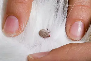 Ixodes: Sheep's Tic