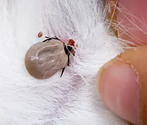 Ixodes: Sheep's Tic