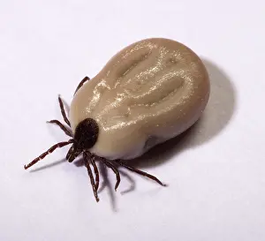 Ixodes: Sheep's tic