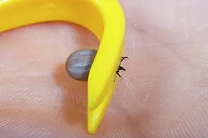 Ixodes: Sheep's Tic - close-up