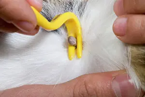 Ixodes: Sheep's Tic - being removed with a hook