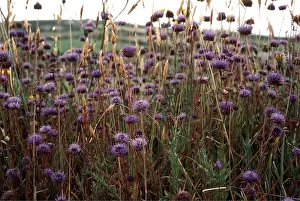 Scabious: Sheepsbill / Scabious Flowers