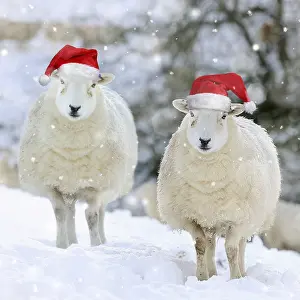 161018: SHEEP.Texel ewes in snow wearing Christmas hats