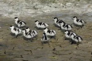 Shelducks: Shelduck - 13 ducklings on seashore