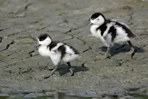 Shelducks: Shelduck - 2 Ducklings on mudflats