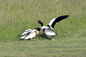 Shelducks: Shelduck - 2 territorial males fighting