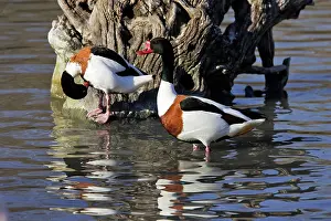 Shelducks: Shelduck