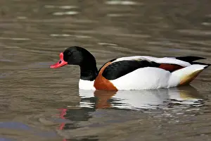 Shelducks: Shelduck