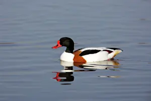 Tadorna: Shelduck