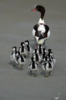Shelducks: Shelduck - Adult female with ducklings on mudflats