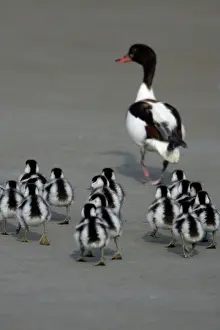 Shelducks: Shelduck - Adult female with ducklings on mudflats