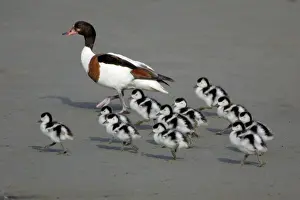 Shelducks: Shelduck - Adult female with ducklings on mudflats