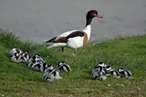 Shelducks: Shelduck - Adult female watching over resting ducklings